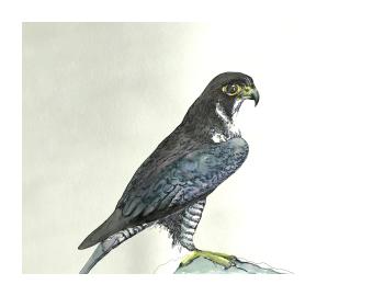 A painting of a falcon with brown and grey feathers and yellow beak, perched on a rock 