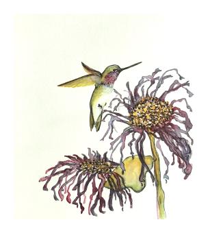 A painting of a hummingbird with yellow and green feathers hovering over two flowers with narrow wavy petals.