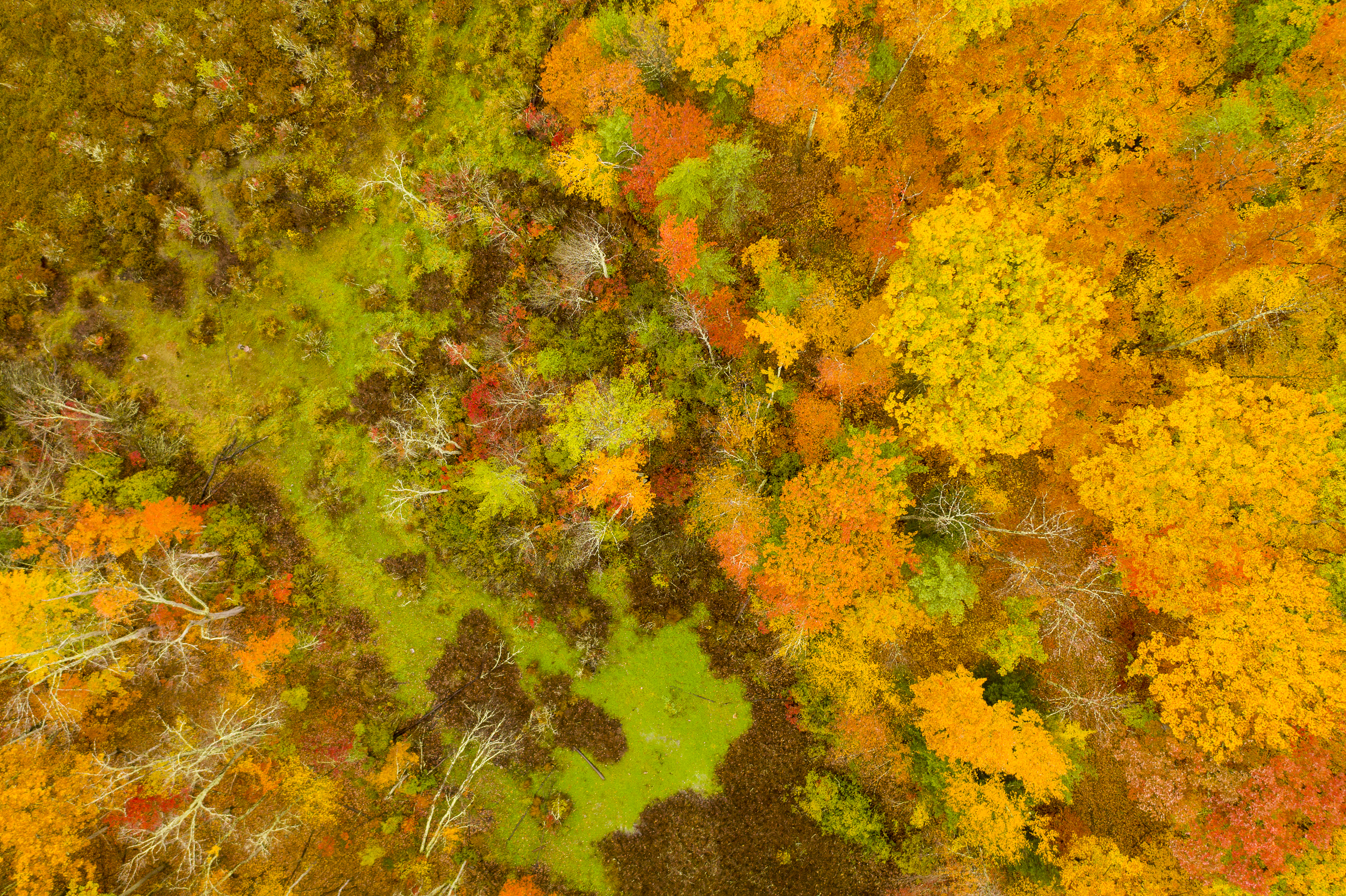 An overhead shot of fall foliage in Vermont.