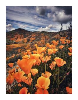 A photograph of a field of orange poppies with mountains in the background