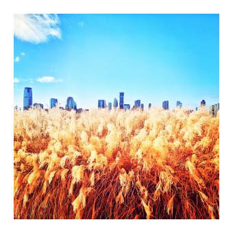 a photograph of a mass of tall golden grass with the skyline of New York City just visible above
