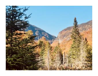 photo of trees in autumn