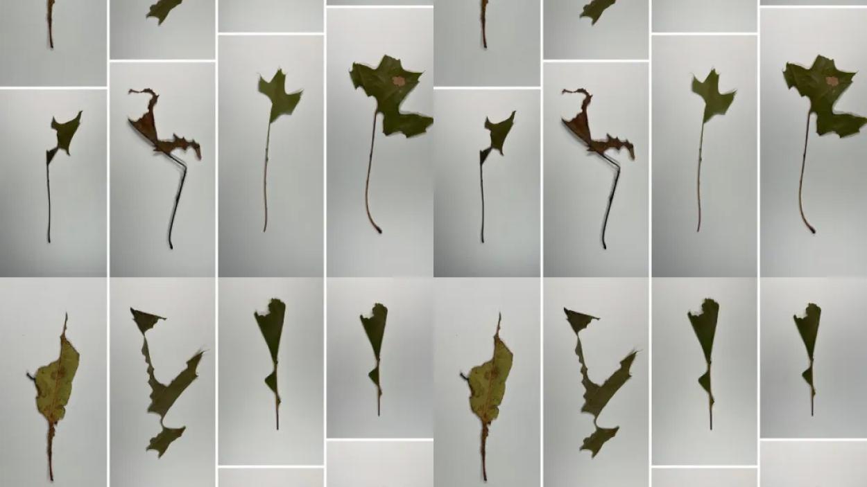 A staggered grid of images of leaf shards, in varying shades of brownish green, against grey backgrounds